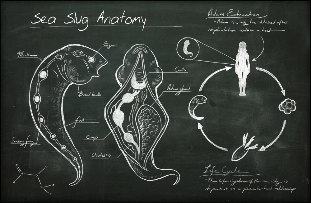 Wykres anatomiczny ślimaka morskiego (sea slug). By Solarmech.